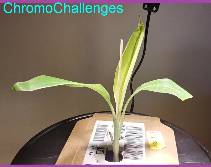 ChromoChallenges Jess Plummer Hydroponic Gardening Banana Plant Arrival