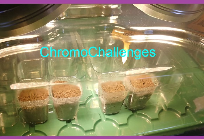 ChromoChallenges Jess Plummer Hydroponic Gardening First Seeds