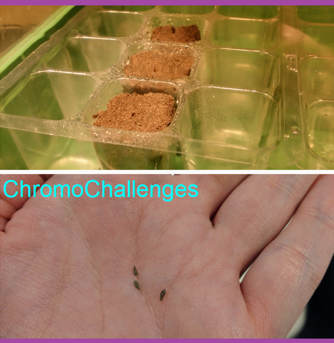 ChromoChallenges Jess Plummer Hydroponic Gardening Seeds